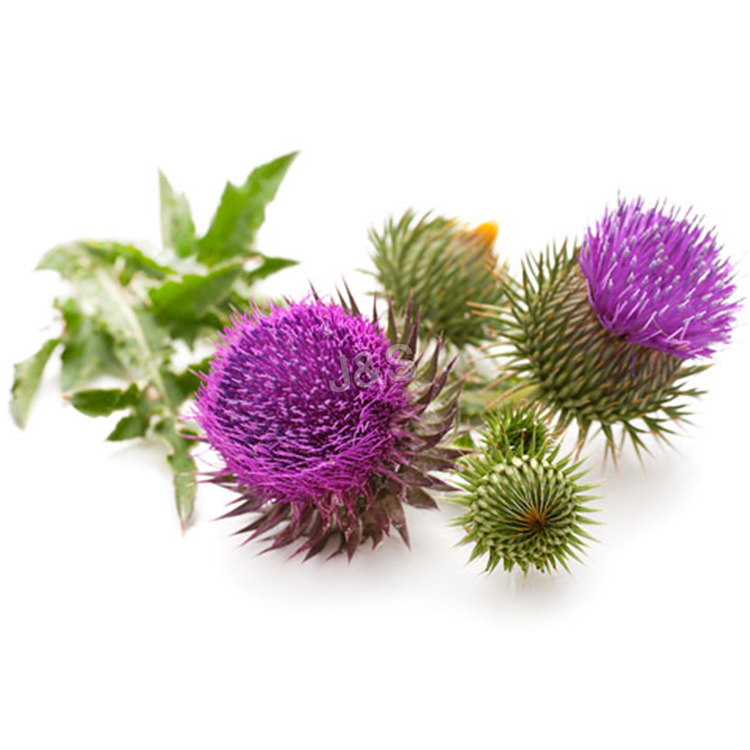 2016 Good Quality
 Milk Thistle Extract Manufacturer in Angola